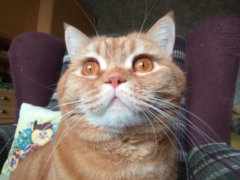 Кошки в нашей жизни. Кошки и все, что с ними связано.