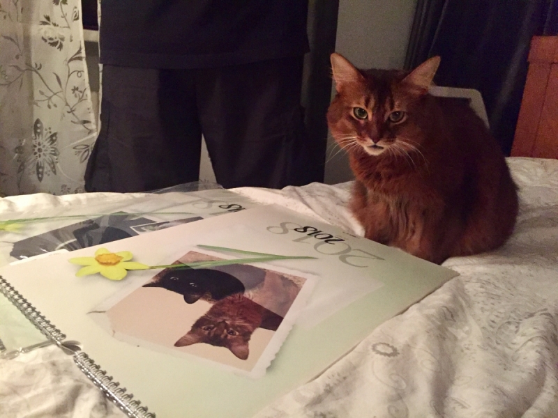 Кошки в нашей жизни. Кошки и все, что с ними связано.