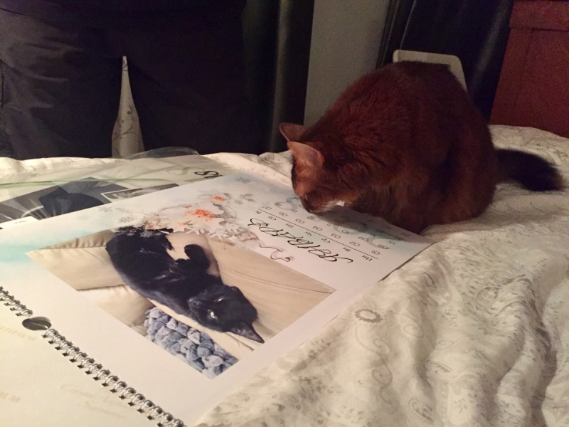 Кошки в нашей жизни. Кошки и все, что с ними связано.