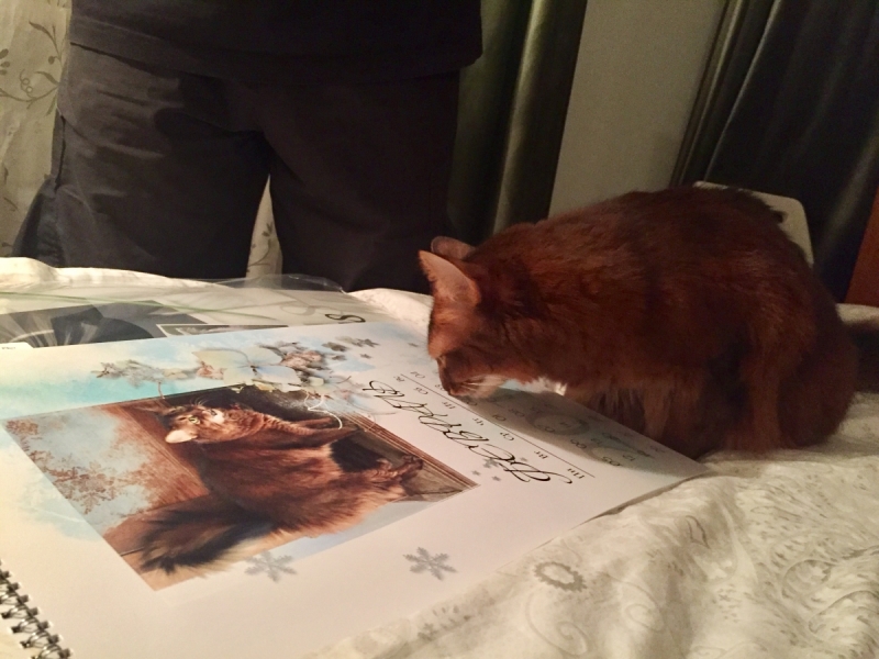 Кошки в нашей жизни. Кошки и все, что с ними связано.