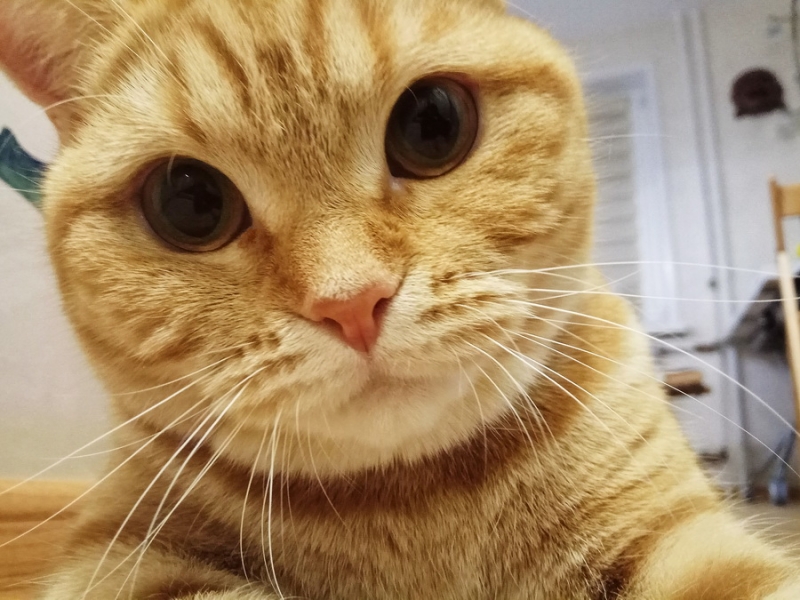 Кошки в нашей жизни. Кошки и все, что с ними связано.