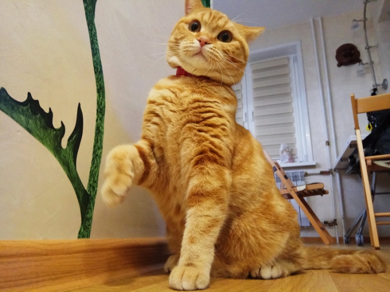 Кошки в нашей жизни. Кошки и все, что с ними связано.