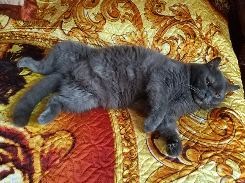 Кошки в нашей жизни. Кошки и все, что с ними связано.