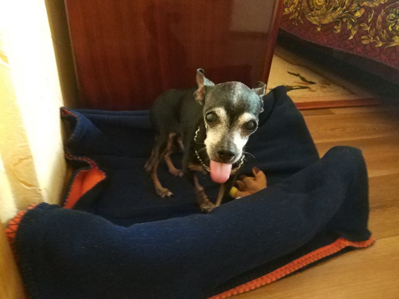 Кошки в нашей жизни. Кошки и все, что с ними связано.