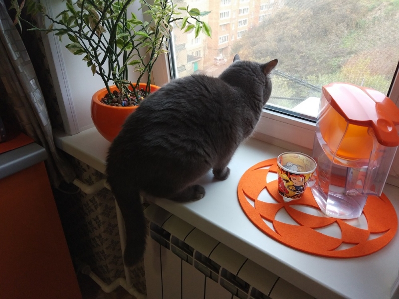 Кошки в нашей жизни. Кошки и все, что с ними связано.