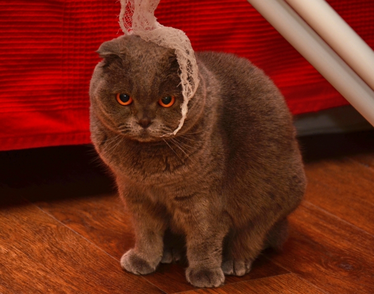 Кошки в нашей жизни. Кошки и все, что с ними связано.