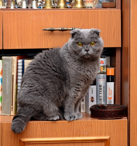 Кошки в нашей жизни. Кошки и все, что с ними связано.