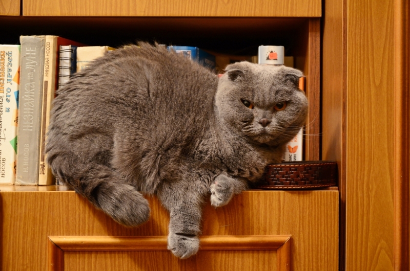 Кошки в нашей жизни. Кошки и все, что с ними связано.