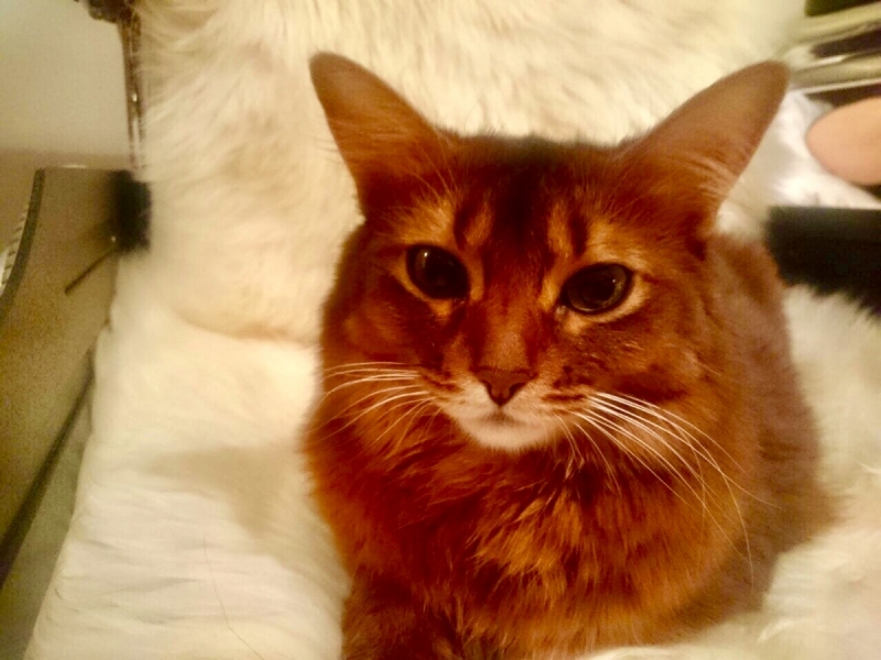 Кошки в нашей жизни. Кошки и все, что с ними связано.