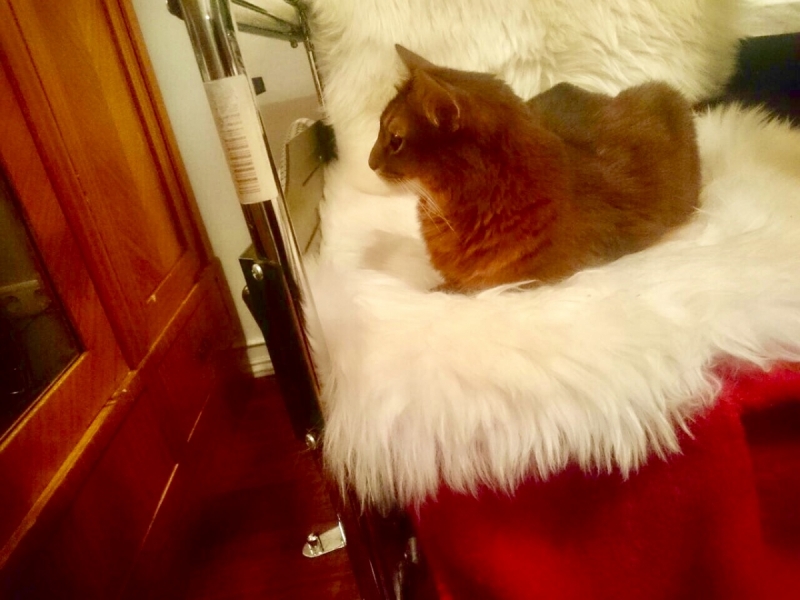 Кошки в нашей жизни. Кошки и все, что с ними связано.