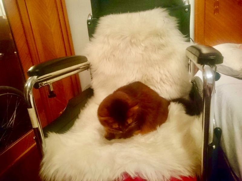 Кошки в нашей жизни. Кошки и все, что с ними связано.