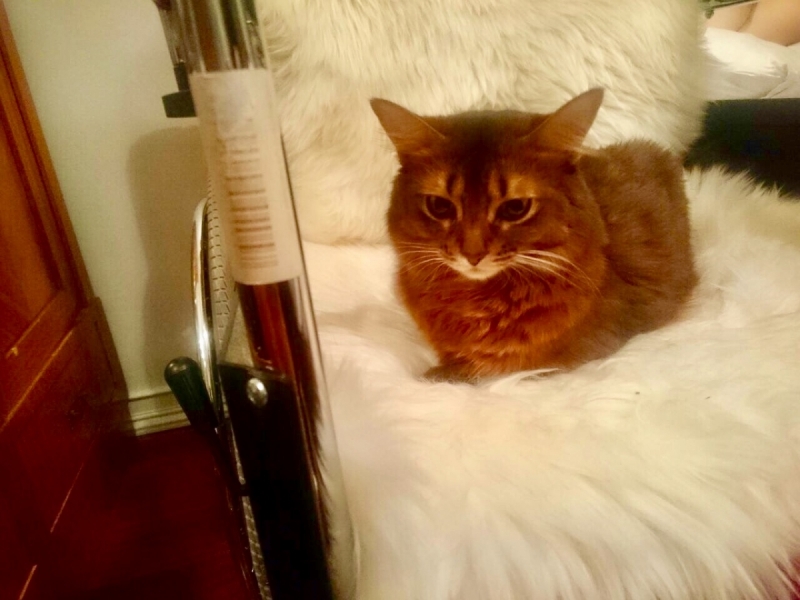 Кошки в нашей жизни. Кошки и все, что с ними связано.