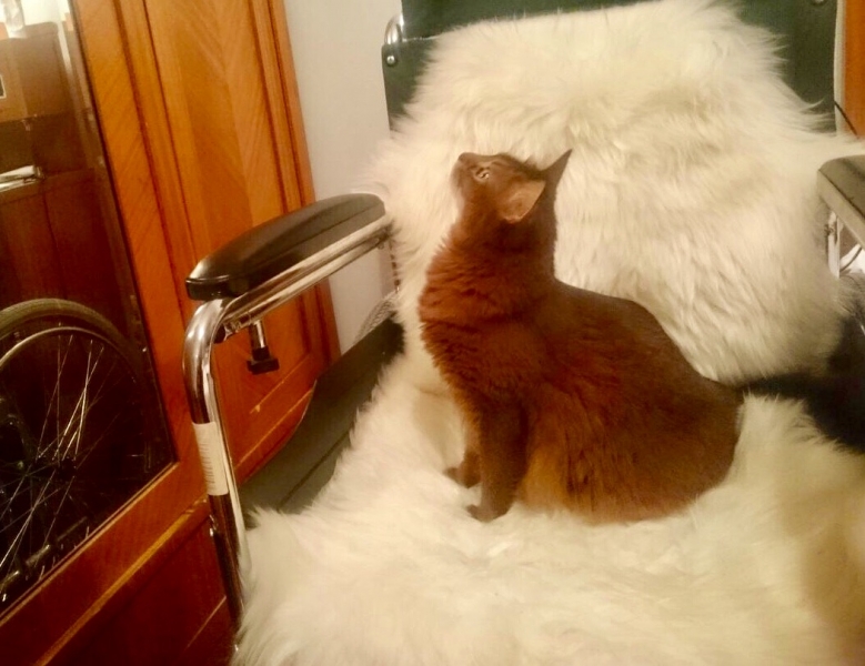 Кошки в нашей жизни. Кошки и все, что с ними связано.