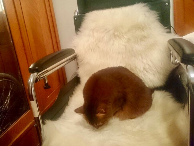 Кошки в нашей жизни. Кошки и все, что с ними связано.