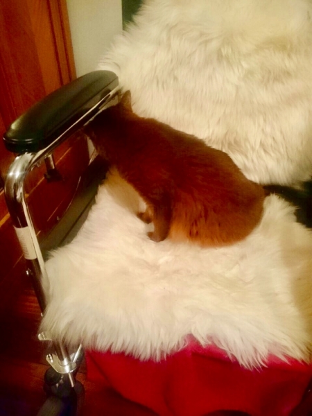 Кошки в нашей жизни. Кошки и все, что с ними связано.