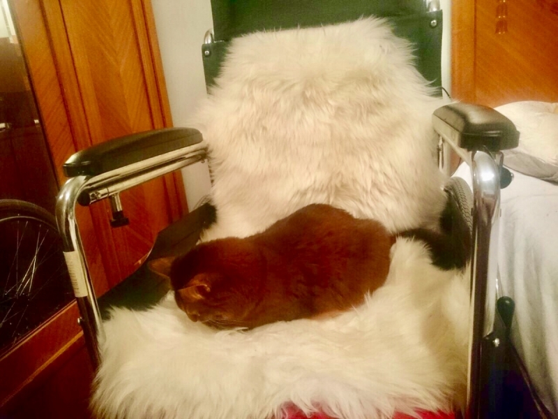 Кошки в нашей жизни. Кошки и все, что с ними связано.