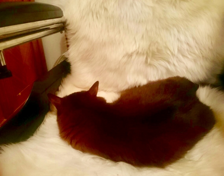 Кошки в нашей жизни. Кошки и все, что с ними связано.