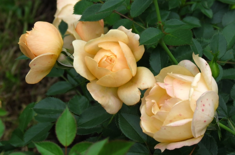 Кошки в нашей жизни. Кошки и все, что с ними связано.