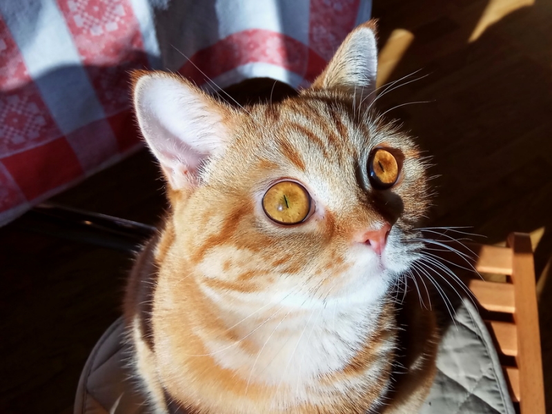 Кошки в нашей жизни. Кошки и все, что с ними связано.