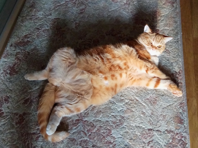 Кошки в нашей жизни. Кошки и все, что с ними связано.