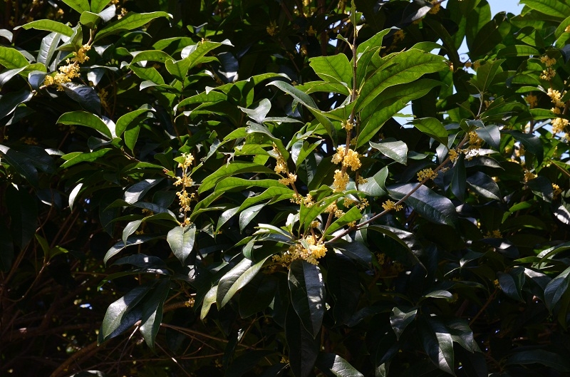 Гуанчжоу - Дачжай - Ченъян - Кайли(Xijiang + Zhenyuan) - Яншо - Гуйлин - Наннин