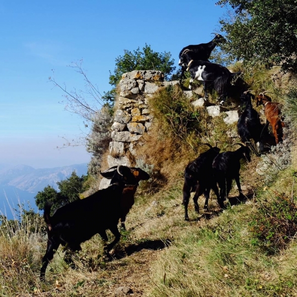 Прочида и Амальфитана, неделя в начале ноября, прошу советов по маршруту
