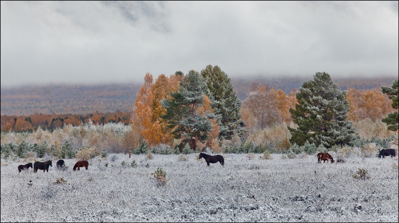 Золотая осень: Восточные Саяны, Хубсугул (Монголия), Байкал