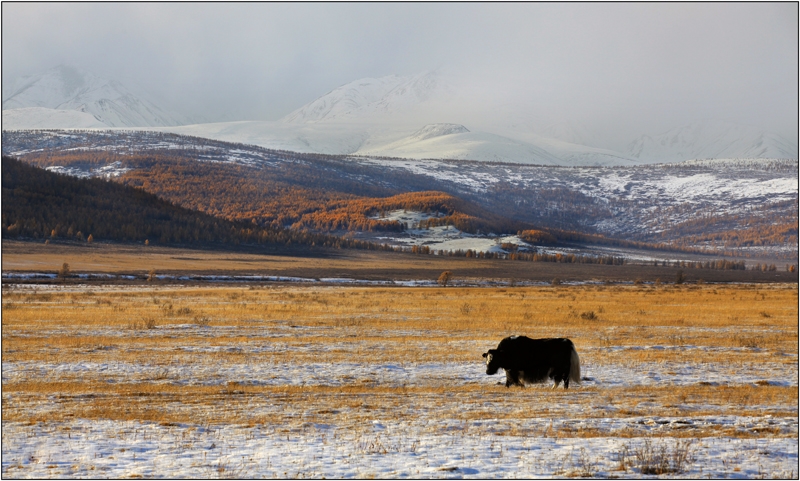 Золотая осень: Восточные Саяны, Хубсугул (Монголия), Байкал