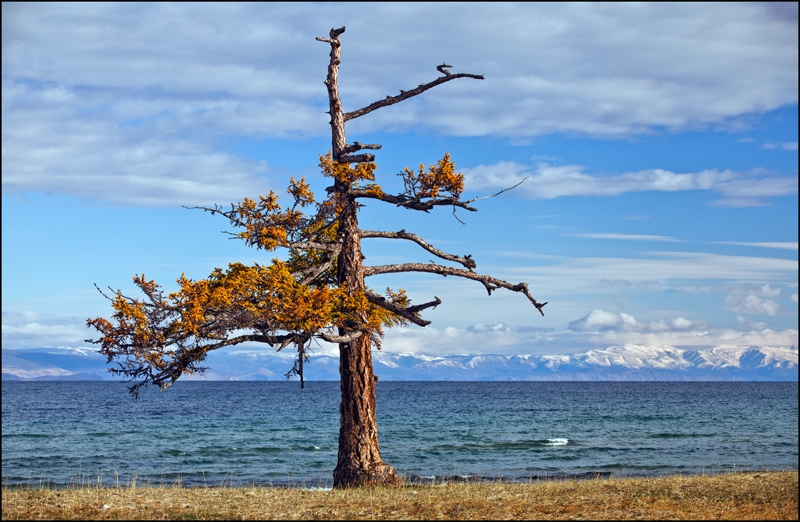 Золотая осень: Восточные Саяны, Хубсугул (Монголия), Байкал