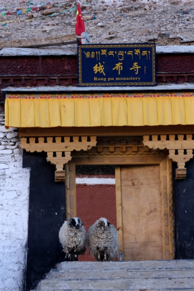 В Тибет на кору. Май 2017