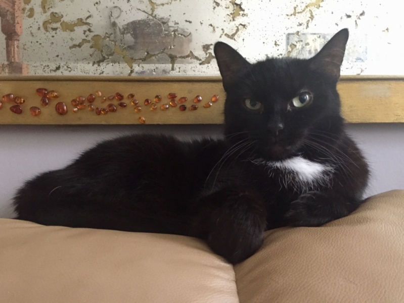 Кошки в нашей жизни. Кошки и все, что с ними связано.