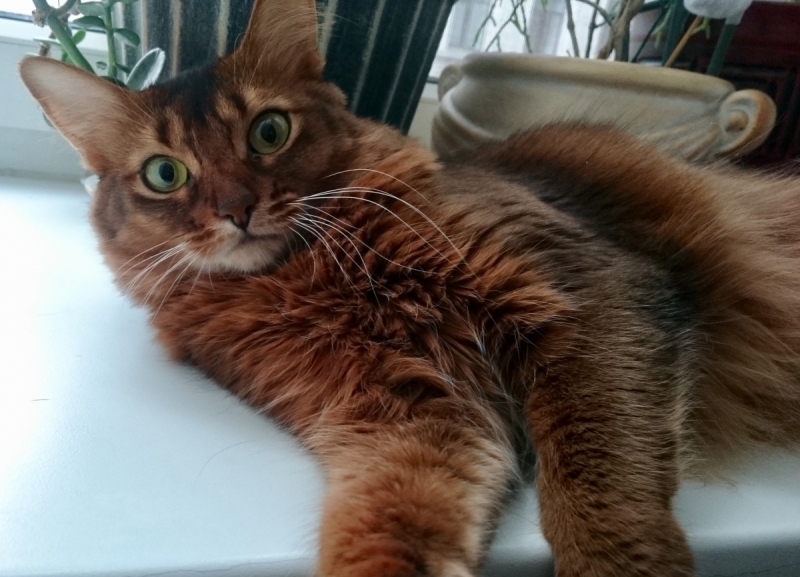 Кошки в нашей жизни. Кошки и все, что с ними связано.