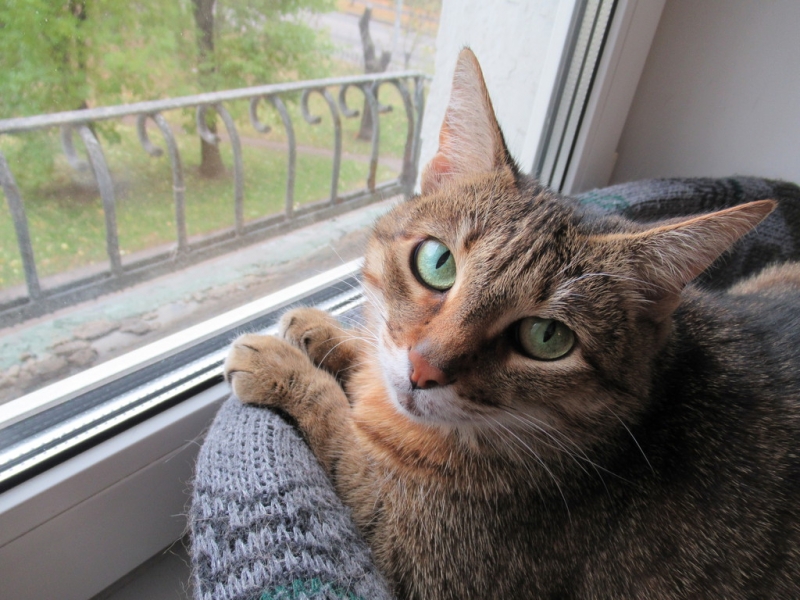 Кошки в нашей жизни. Кошки и все, что с ними связано.