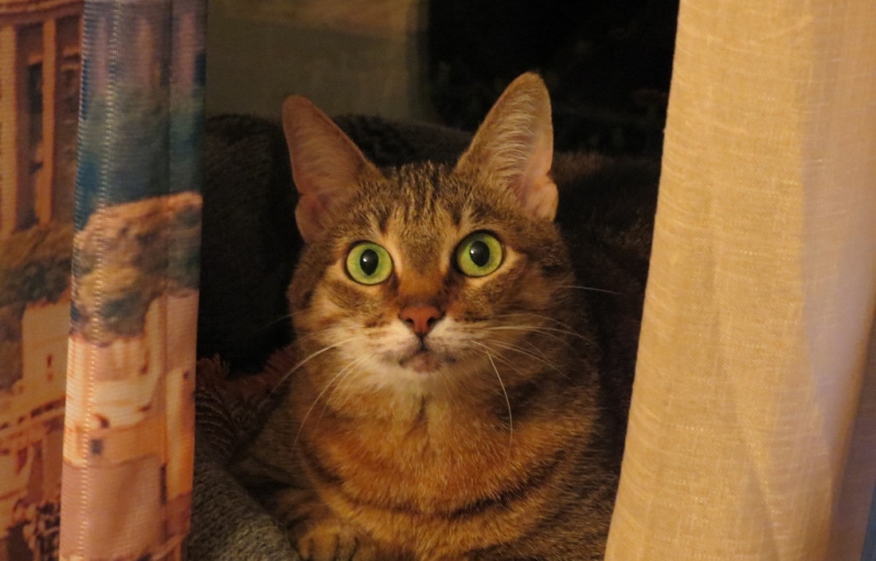 Кошки в нашей жизни. Кошки и все, что с ними связано.