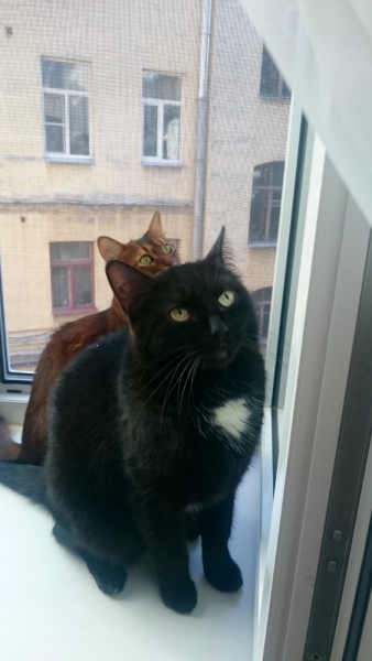 Кошки в нашей жизни. Кошки и все, что с ними связано.