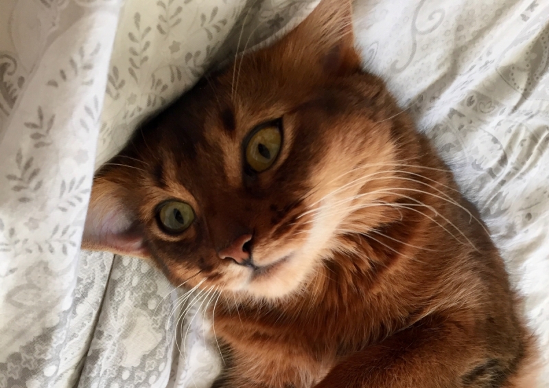 Кошки в нашей жизни. Кошки и все, что с ними связано.