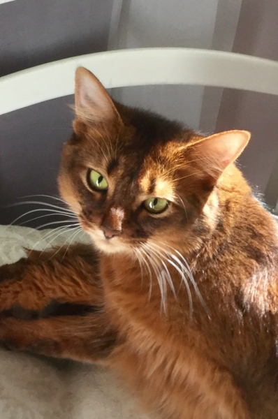 Кошки в нашей жизни. Кошки и все, что с ними связано.