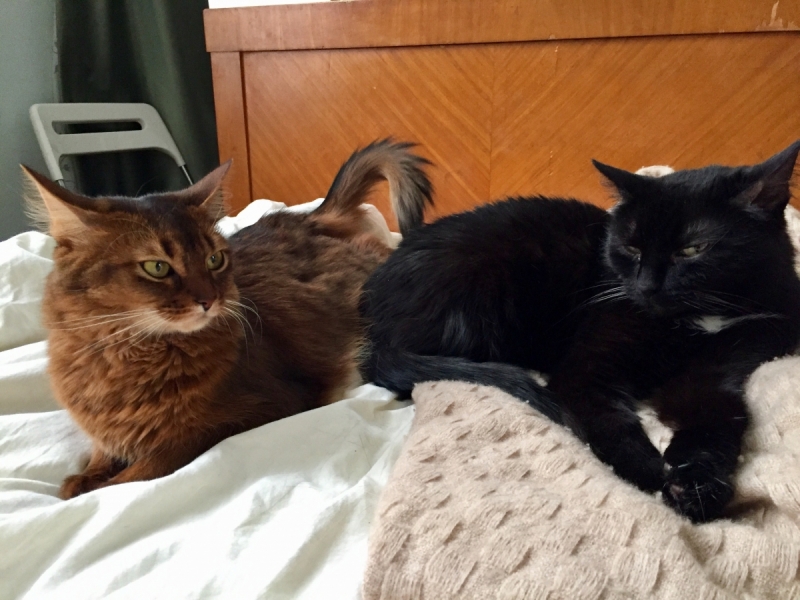 Кошки в нашей жизни. Кошки и все, что с ними связано.