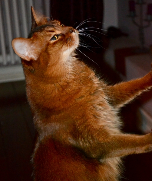 Кошки в нашей жизни. Кошки и все, что с ними связано.