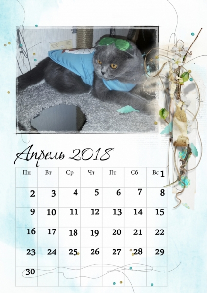 Кошки в нашей жизни. Кошки и все, что с ними связано.