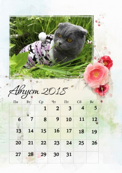 Кошки в нашей жизни. Кошки и все, что с ними связано.