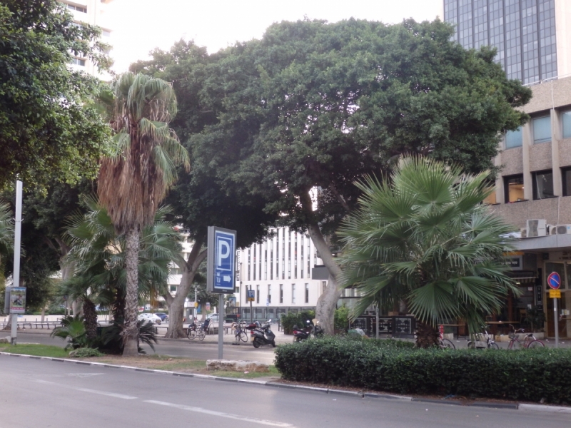 На курсах в Израиле в середине осени (Тель-Авив - Яффо, Герцлия, Иерусалим)