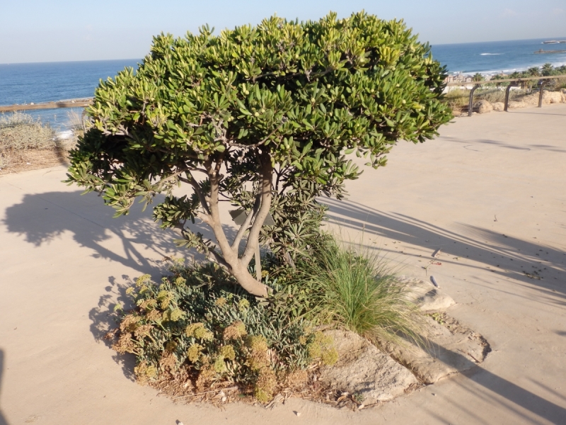 На курсах в Израиле в середине осени (Тель-Авив - Яффо, Герцлия, Иерусалим)