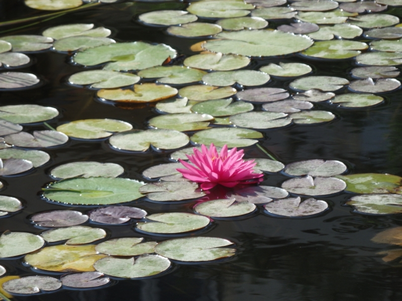 На курсах в Израиле в середине осени (Тель-Авив - Яффо, Герцлия, Иерусалим)