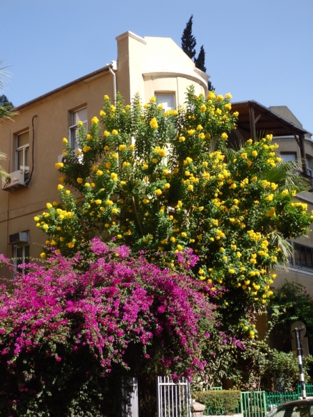 На курсах в Израиле в середине осени (Тель-Авив - Яффо, Герцлия, Иерусалим)