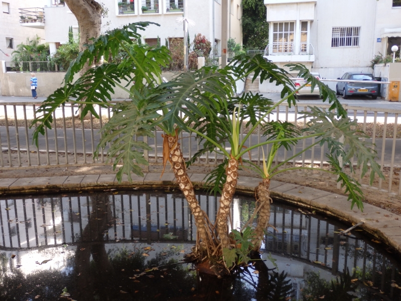 На курсах в Израиле в середине осени (Тель-Авив - Яффо, Герцлия, Иерусалим)