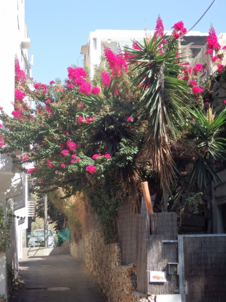 На курсах в Израиле в середине осени (Тель-Авив - Яффо, Герцлия, Иерусалим)