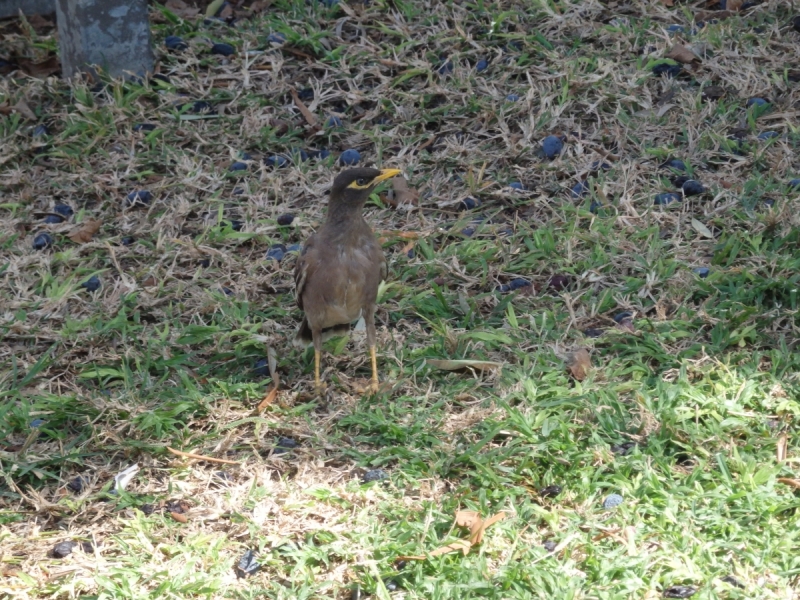 На курсах в Израиле в середине осени (Тель-Авив - Яффо, Герцлия, Иерусалим)