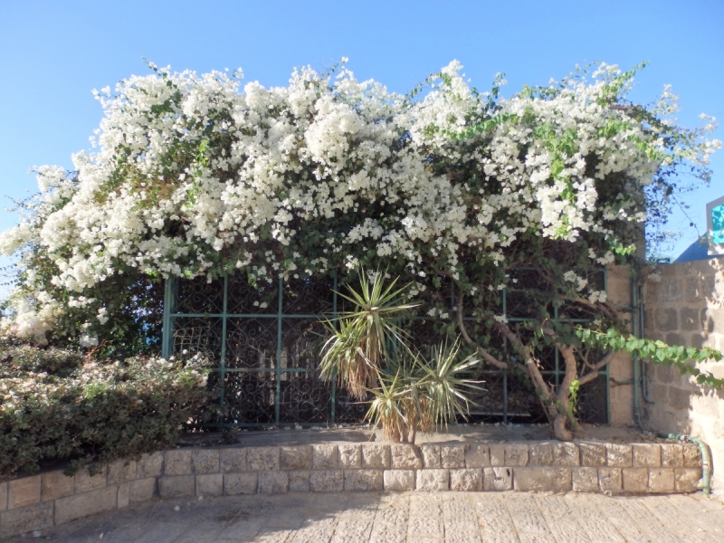 На курсах в Израиле в середине осени (Тель-Авив - Яффо, Герцлия, Иерусалим)