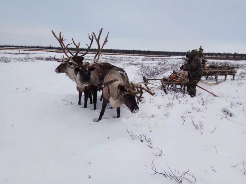 Север. Стынет кровь. Печора, Талый, Каджеро́м, Усть-Лыжы, Паш-Шор, Юрьяха. Без прикрас. 2017окт.